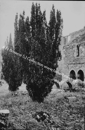 KILCONNELL FRIARY   IN THE CLOISTER GARTH